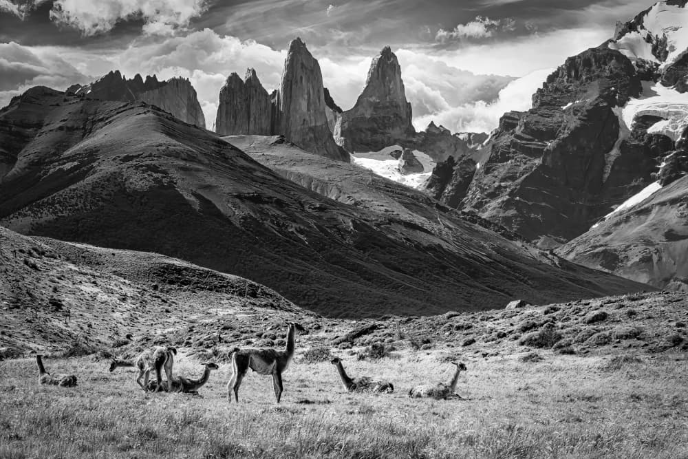 Patagonian Peaks And Guanacos by Michel Groleau — canvas wall art
