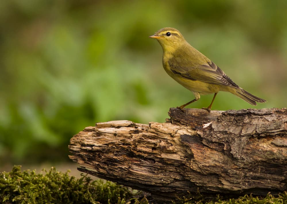 Perched Green Warbler by Yordan Vasilev — canvas wall art