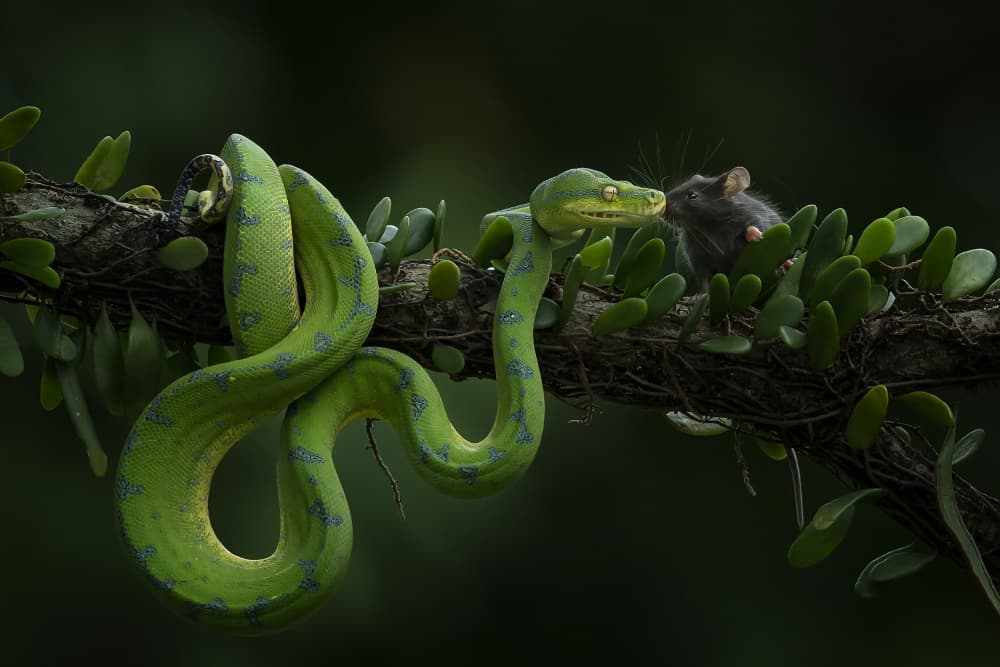 Green Snake and Mouse by Tantoyensen — canvas wall art