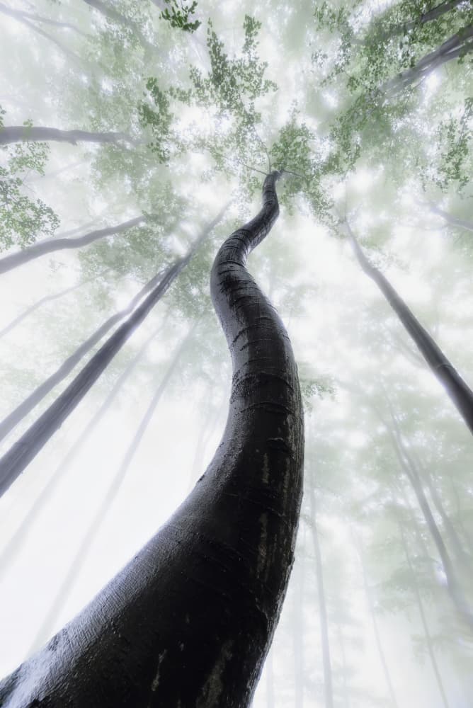 Curved Tree in Mist by Tom Pavlasek — canvas wall art