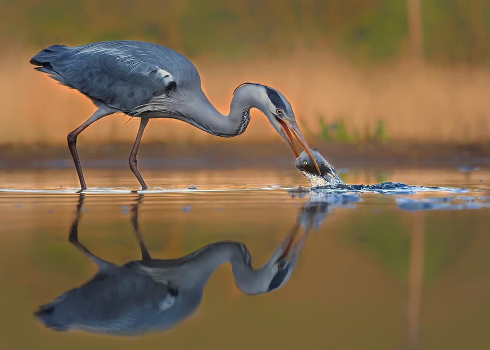 Grey Heron Fishing by Annie Poreider — canvas wall art