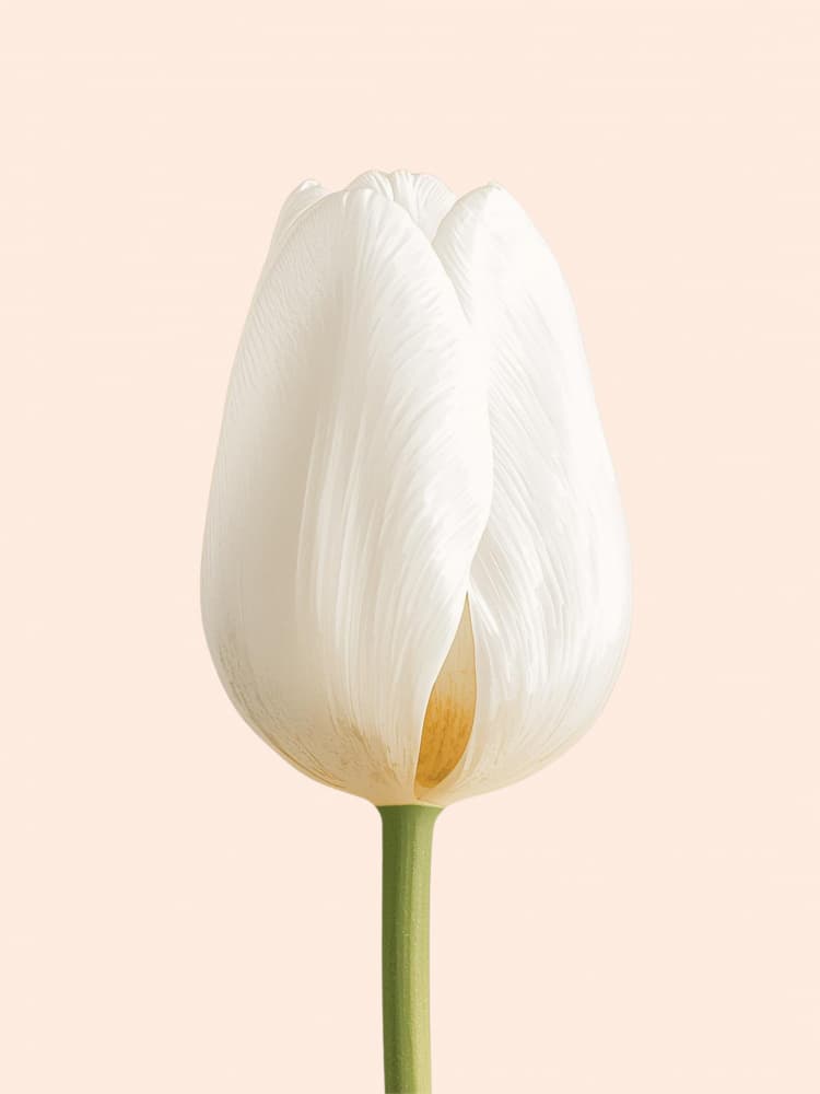 Elegant White Tulip by Ohkimiko — canvas wall art