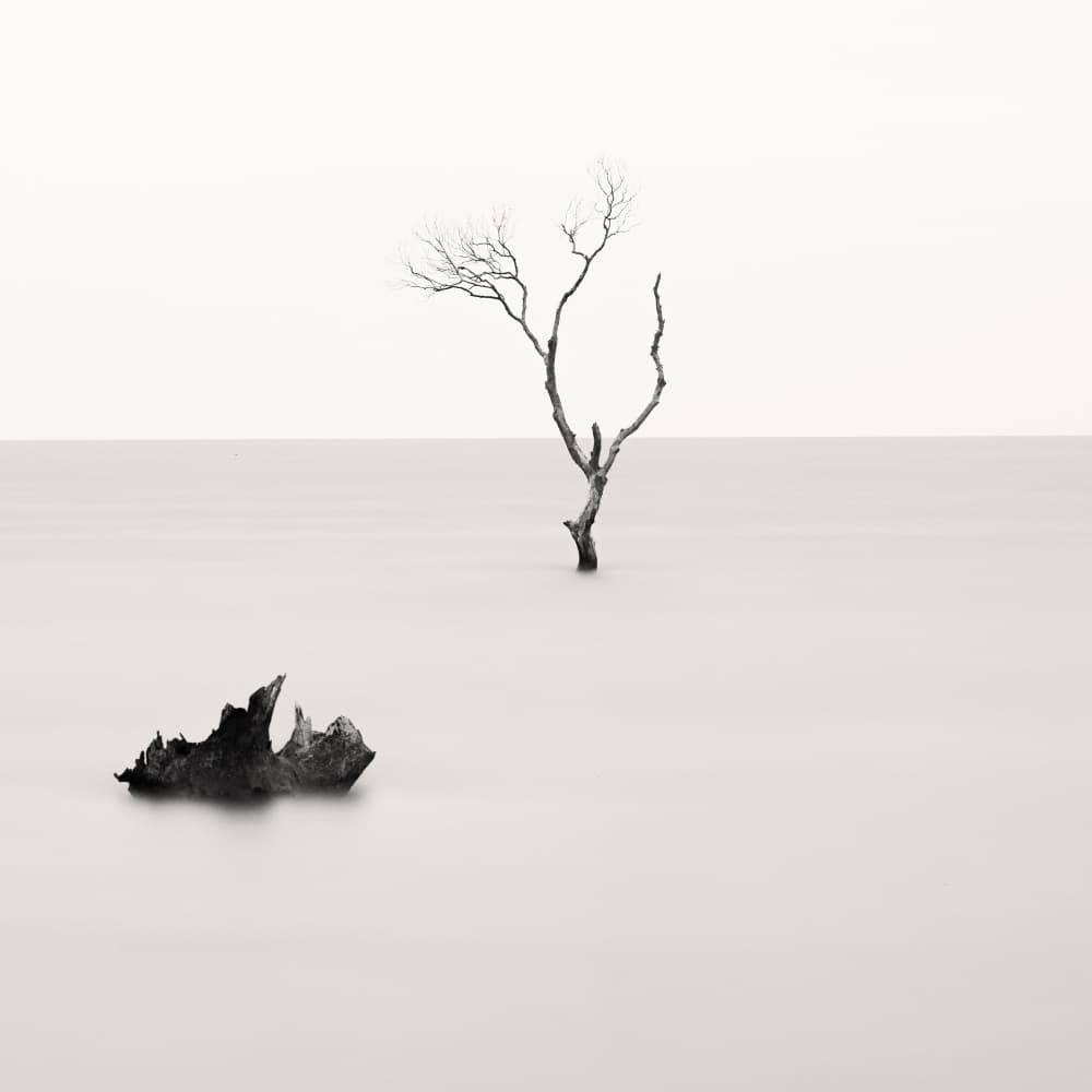 Bare Tree Stillness by Steven Fudge — canvas wall art