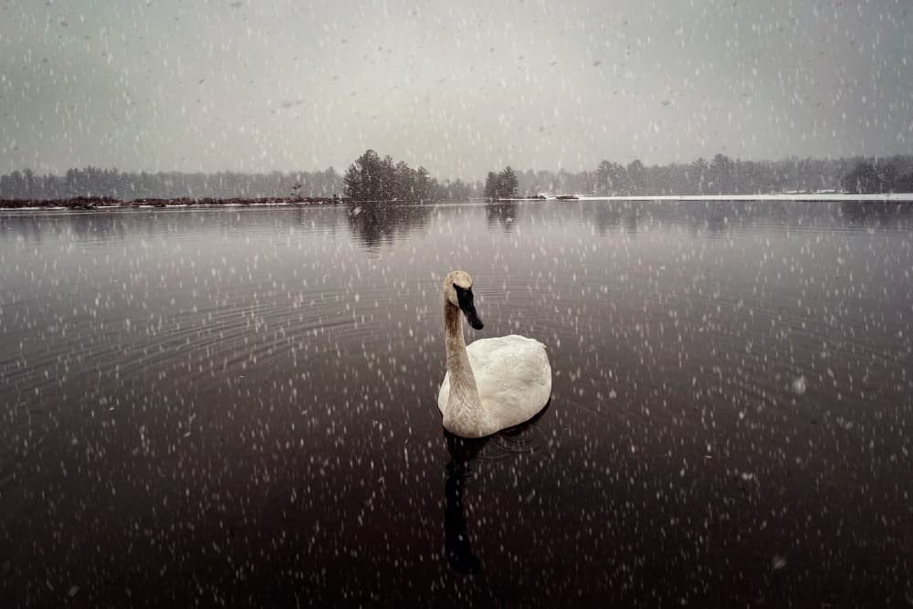 Serene Snowy Swan by miriana — canvas wall art
