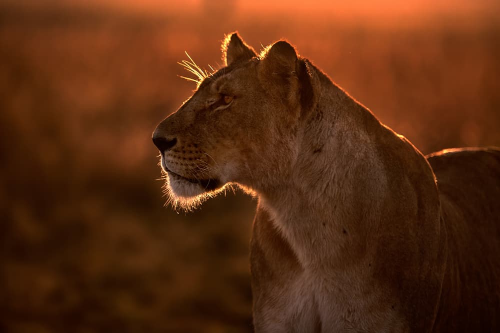 Golden Hour Lioness by Xavier Ortega — canvas wall art