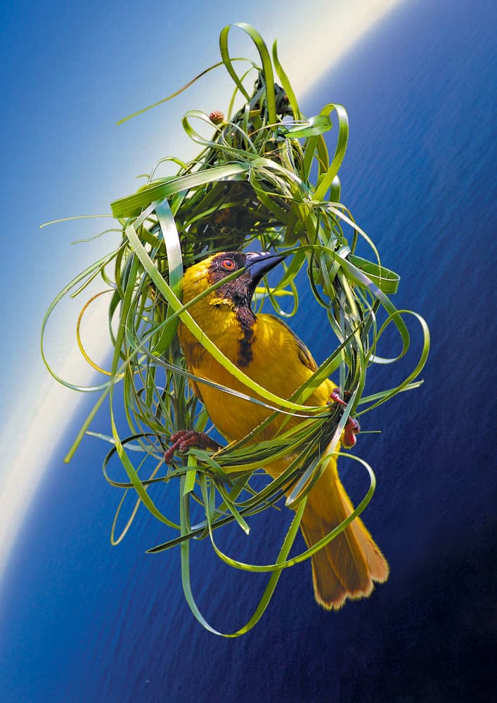 Yellow Weaver Building Nest by Carlo Kaminski — canvas wall art