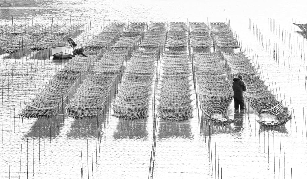 Traditional Ocean Farming by Haruyo Sakamoto — canvas wall art