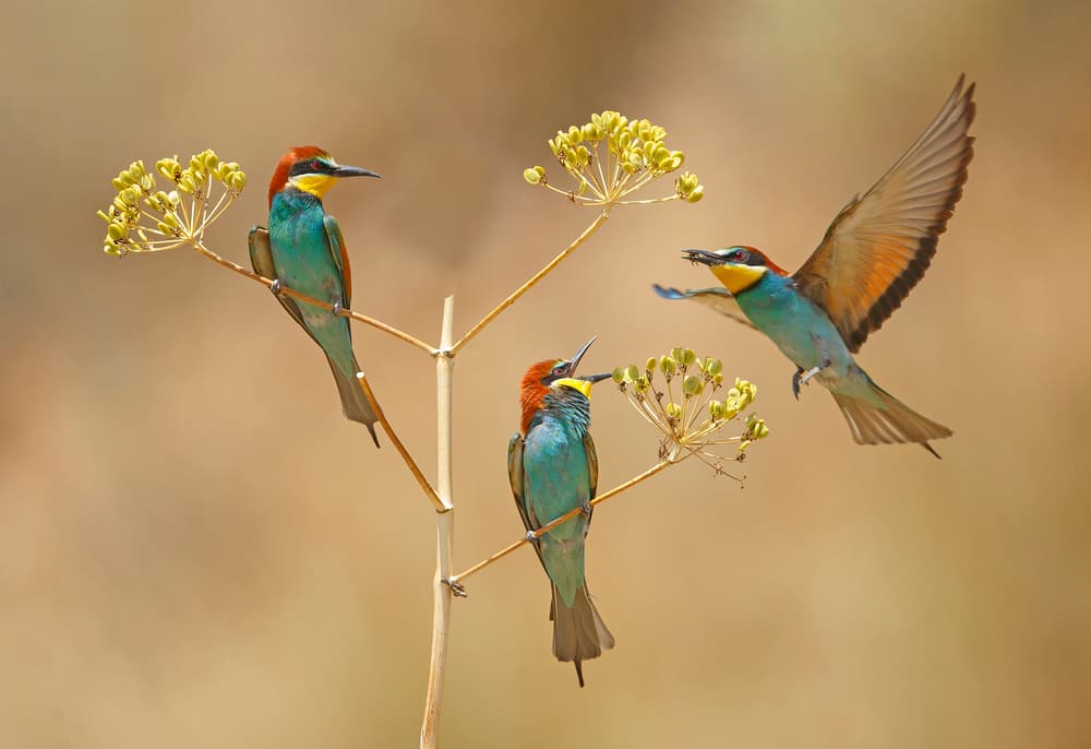 Vibrant Bee-eaters Feeding by Shlomo Waldmann — canvas wall art