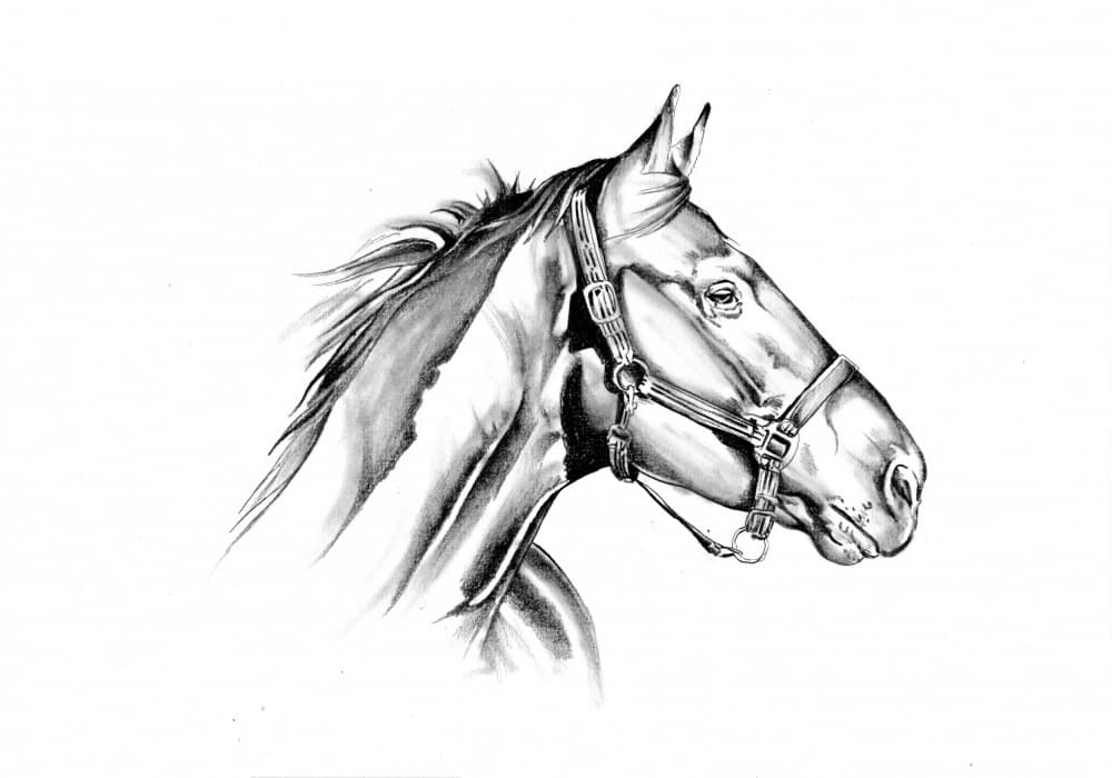 Majestic Horse Profile by Kulik — canvas wall art
