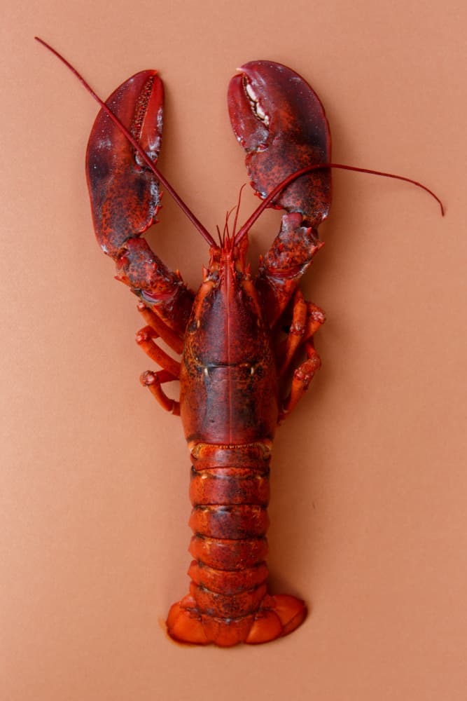 Vibrant Cooked Lobster by Masha Bakker Matijevic — canvas wall art