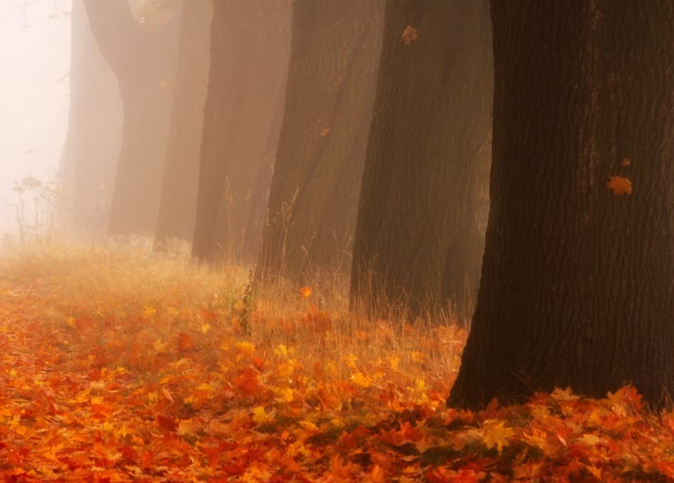Misty Autumn Forest Path by Przemyslaw Kruk — canvas wall art