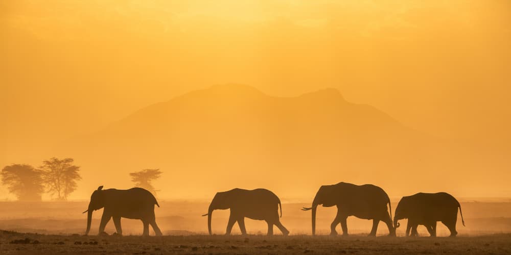African Sunset Elephants by Jennifer Lu — canvas wall art