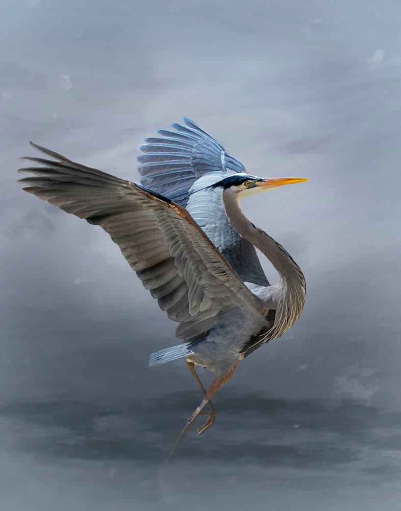 Great Blue Heron Soaring by Krystina Wisniowska — canvas wall art