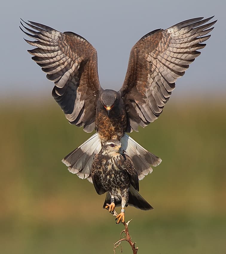Two Raptors Landing by Fabiola Forns — canvas wall art
