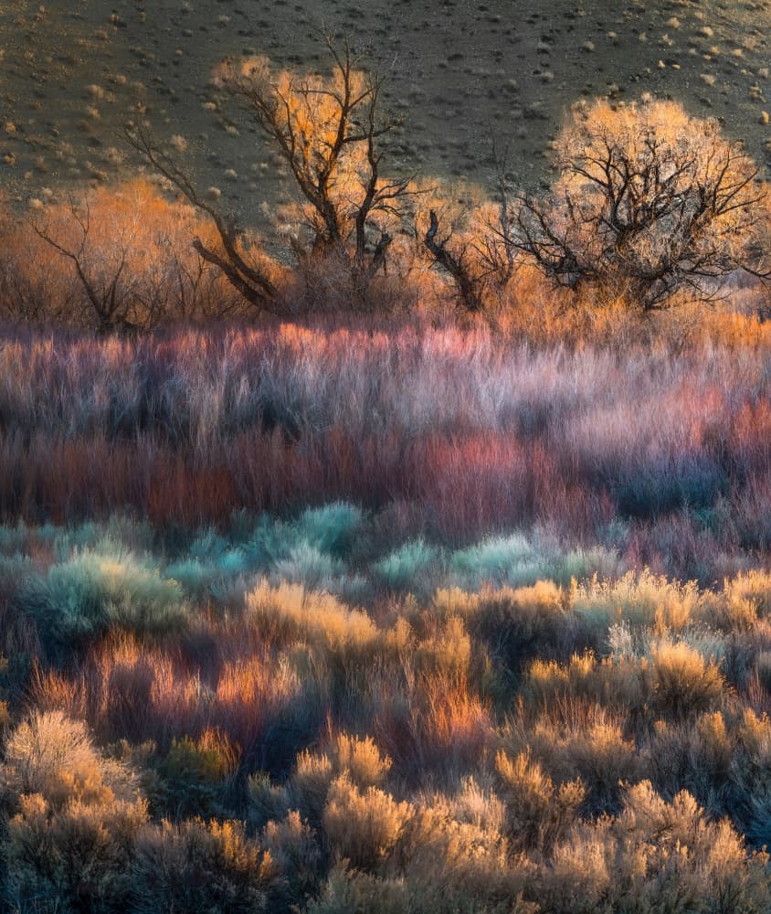Vibrant Autumn Field by Chong Q. Wu — canvas wall art