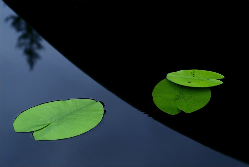 Serene Water Lily Pads by Allan Wallberg — canvas wall art