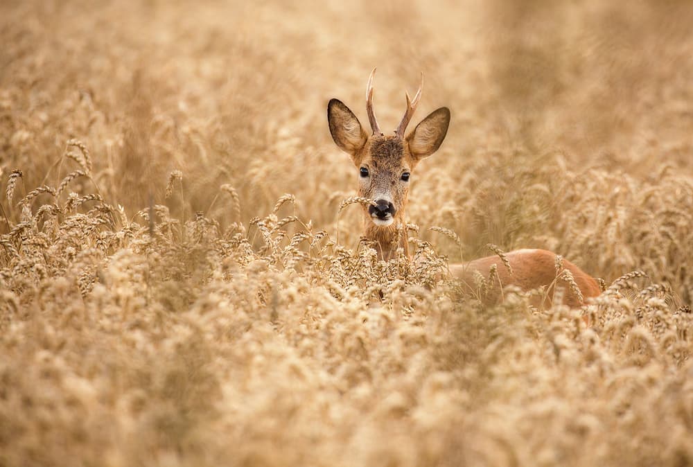 Roe Deer Golden Wheat by Allan Wallberg — canvas wall art
