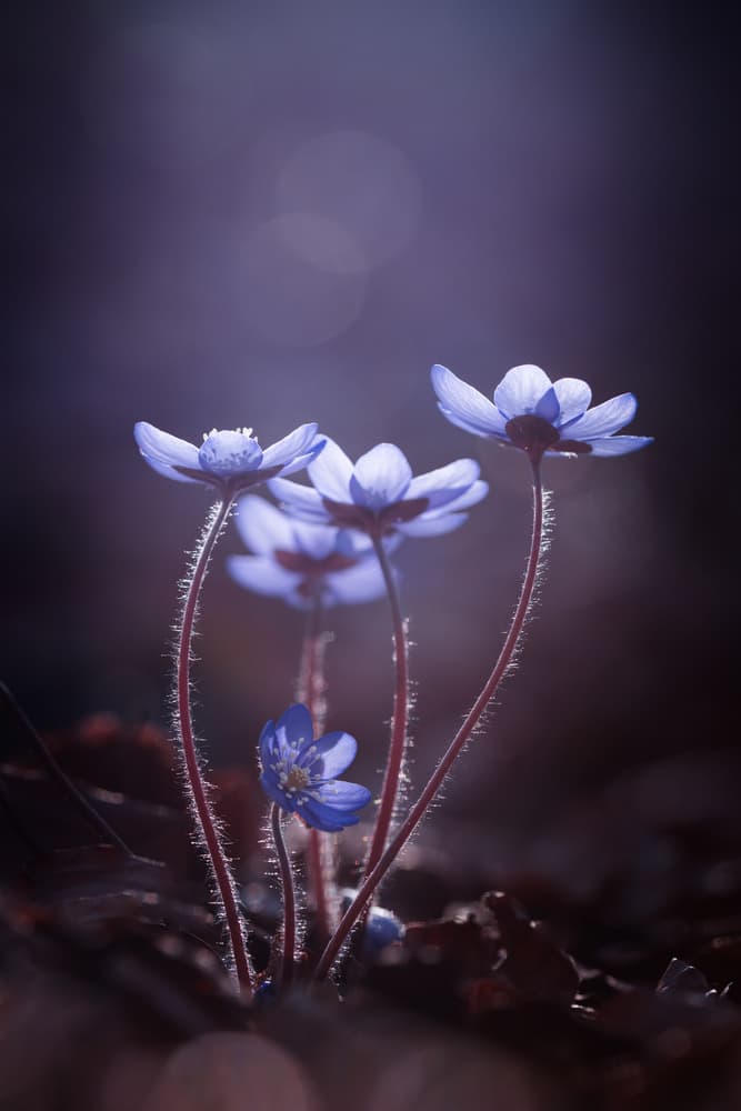Delicate Blue Blooms by Petra Dvorak — canvas wall art