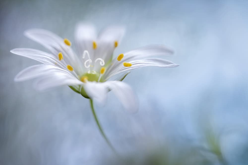 Greater Stitchwort by Mandy Disher — canvas wall art