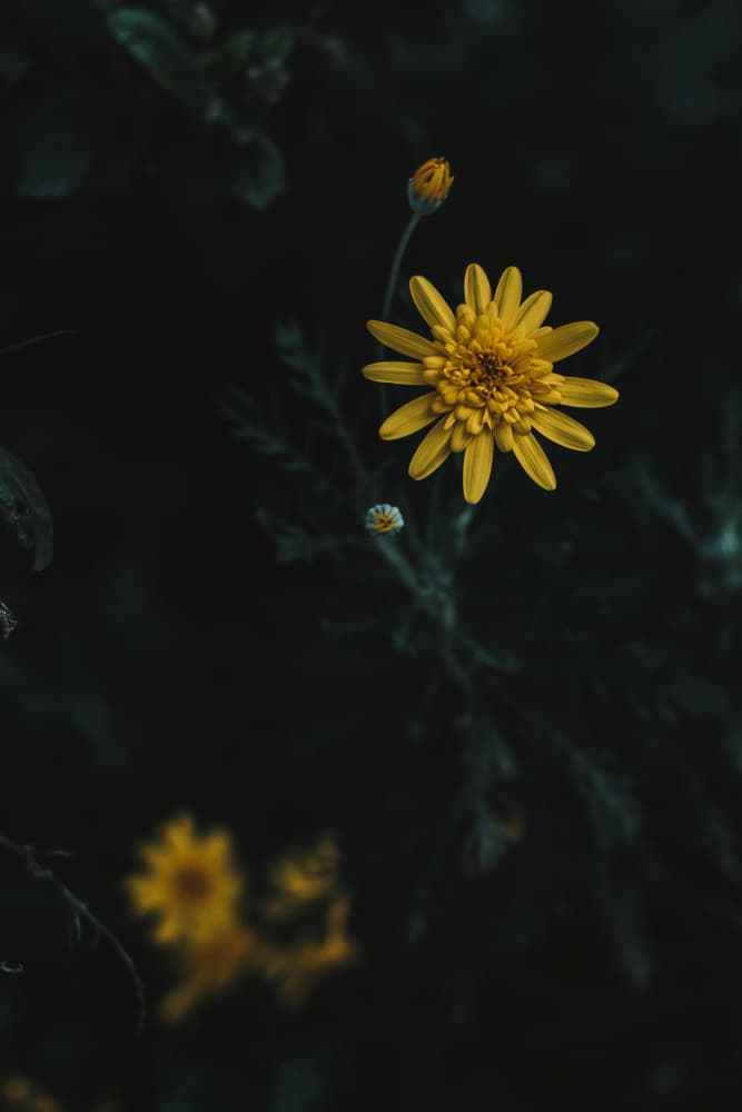 Moody Yellow Bloom by Tim Mossholder — canvas wall art