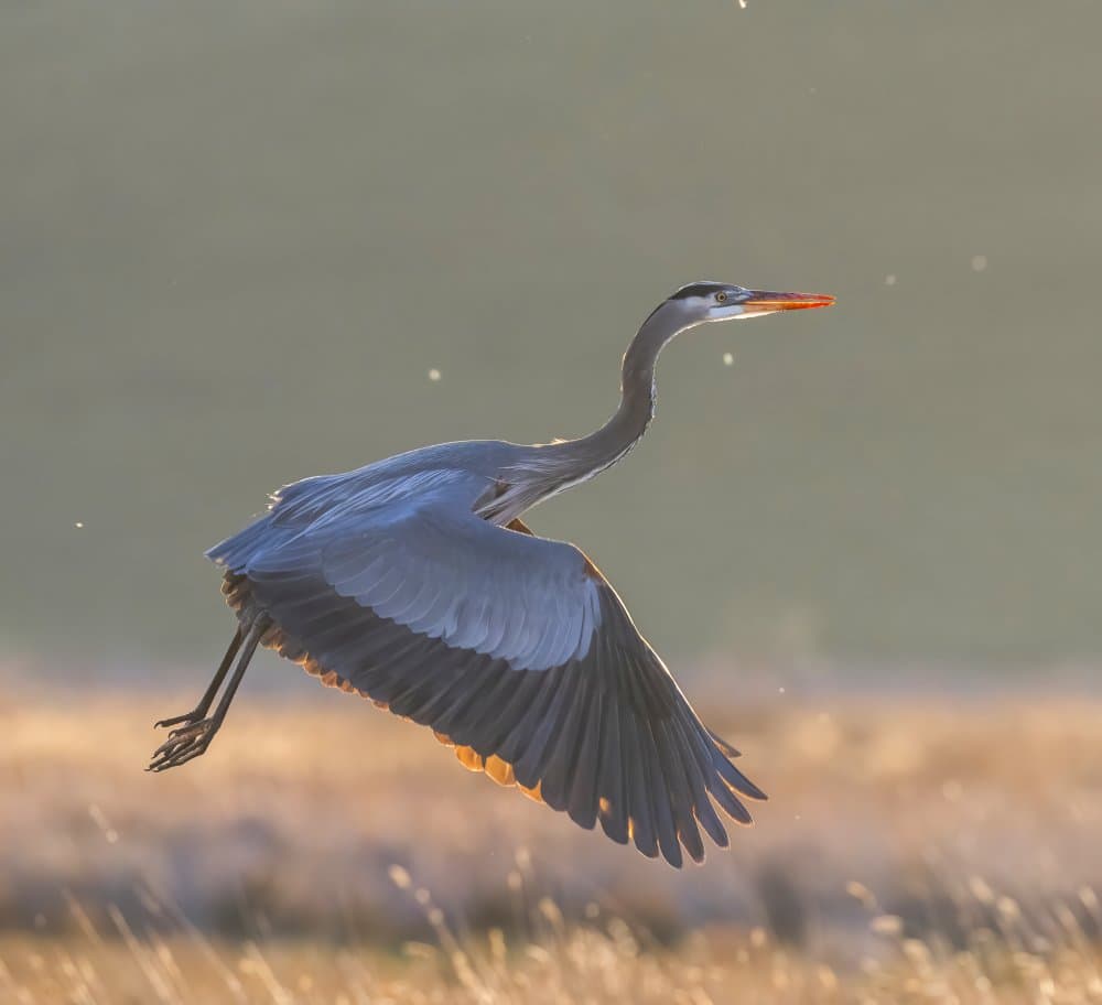 Blue Heron Golden Flight by Judy Tseng — canvas wall art
