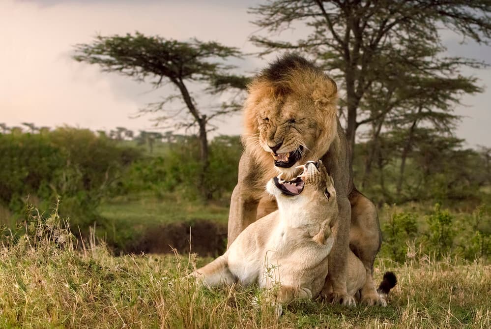 Wild Lion Embrace by Renee Doyle — canvas wall art
