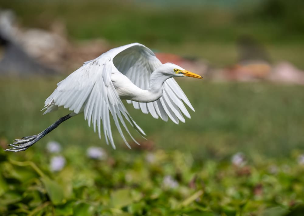 Graceful White Egret by Allen SDCA — canvas wall art