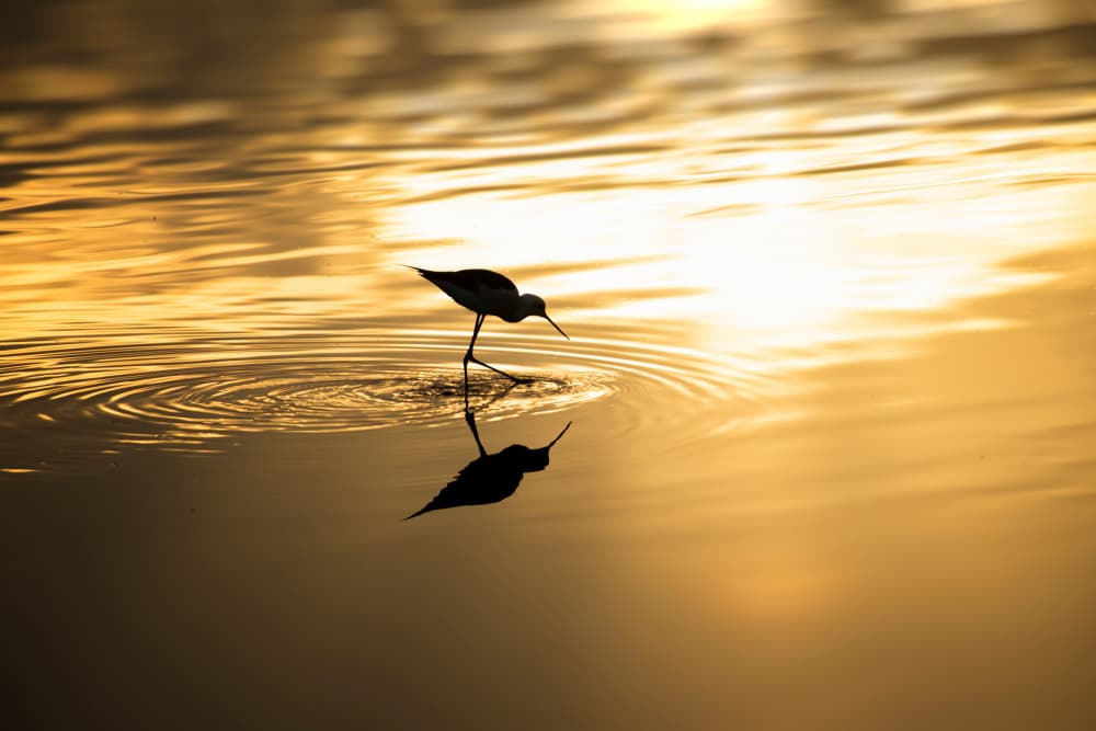 Golden Hour Bird Silhouette by Mallal Moshe — canvas wall art