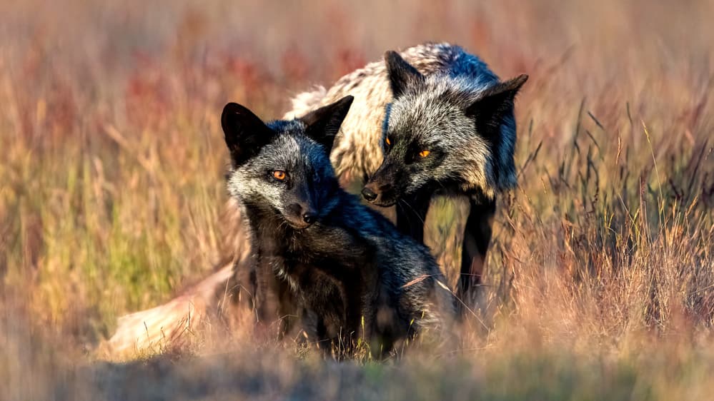 Wild Silver Foxes by Jie Fischer — canvas wall art