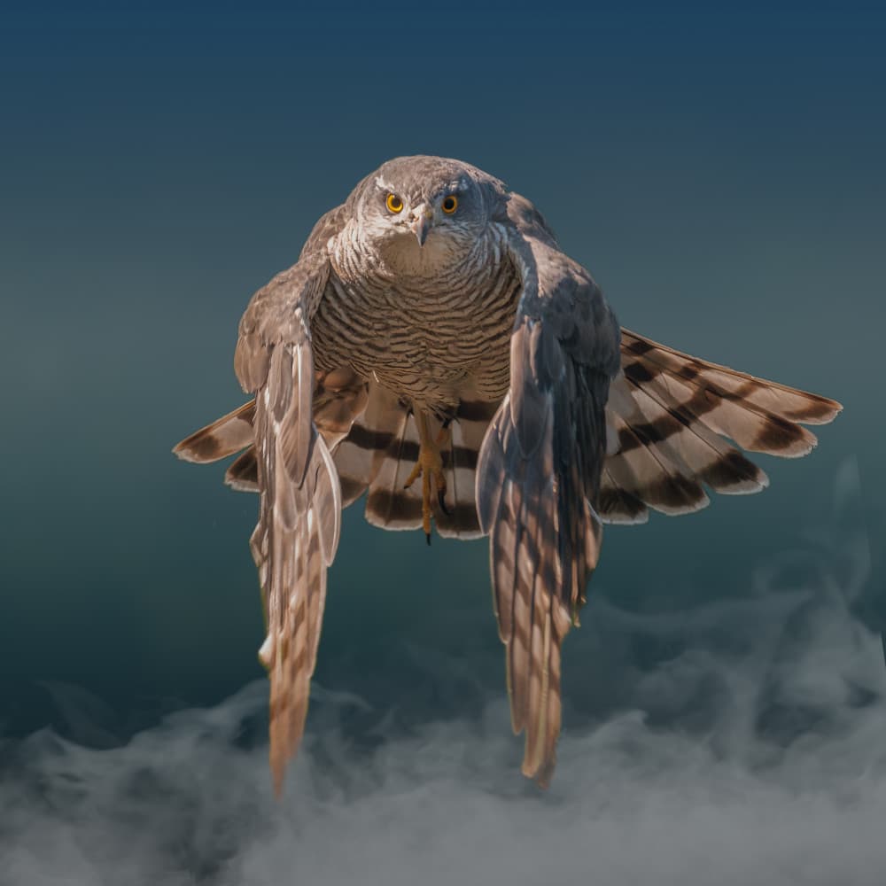 Intense Hawk Gaze by Gert J ter Horst — canvas wall art