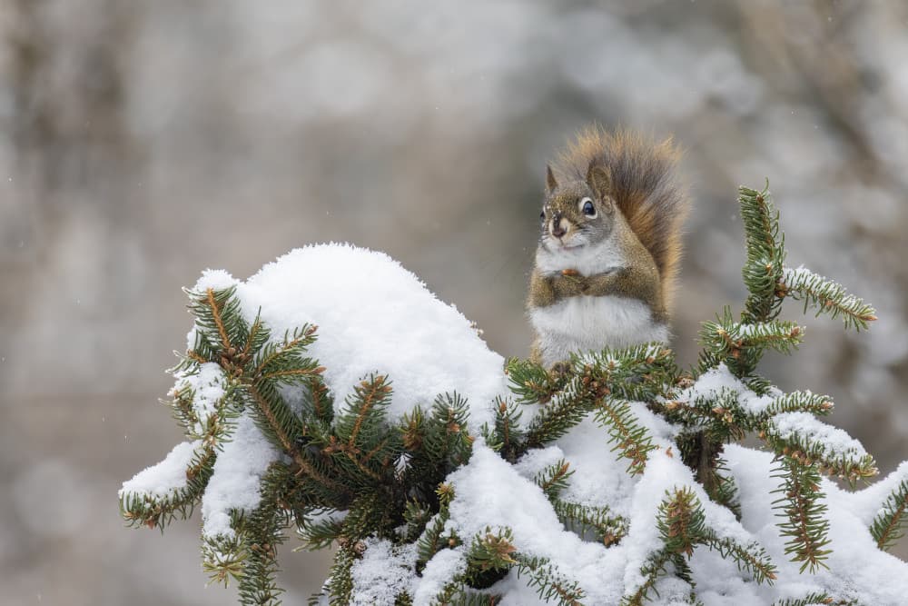 Red Squirrel Winter Watch by Mircea Costina — canvas wall art