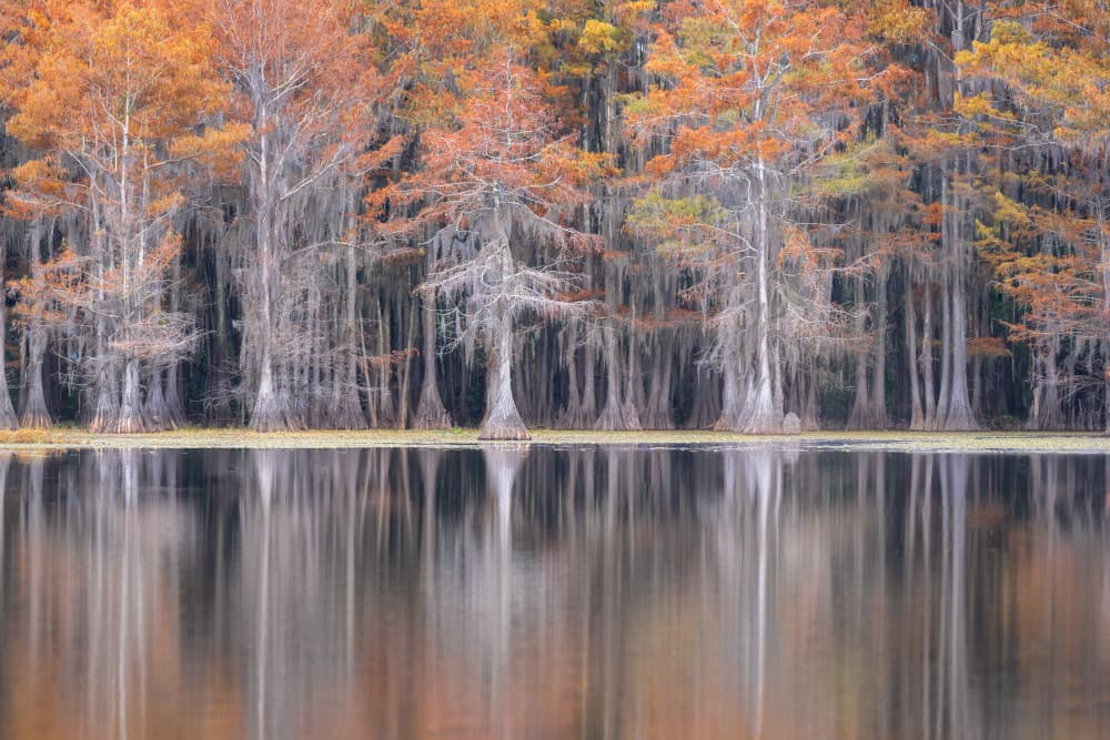Autumn Cypress Reflections by Sophia Li — canvas wall art