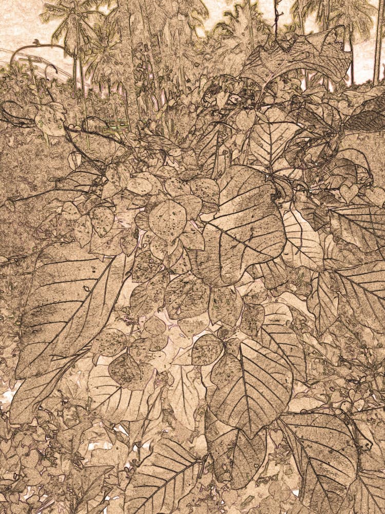 Vintage Tropical Foliage by Santhosh ch — canvas wall art