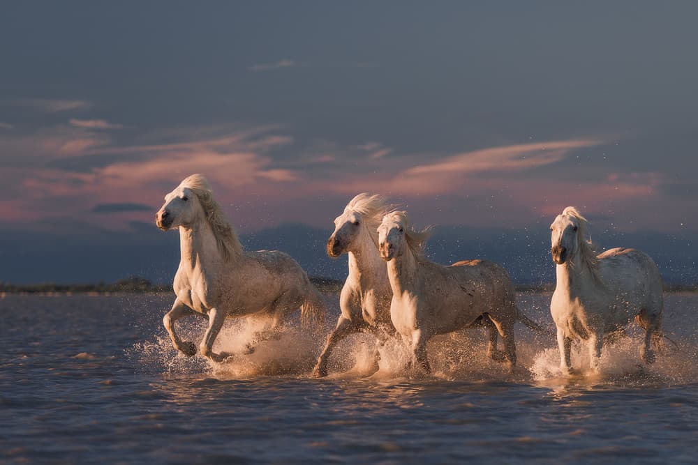 White Horses Running by Rostovskiy Anton — canvas wall art