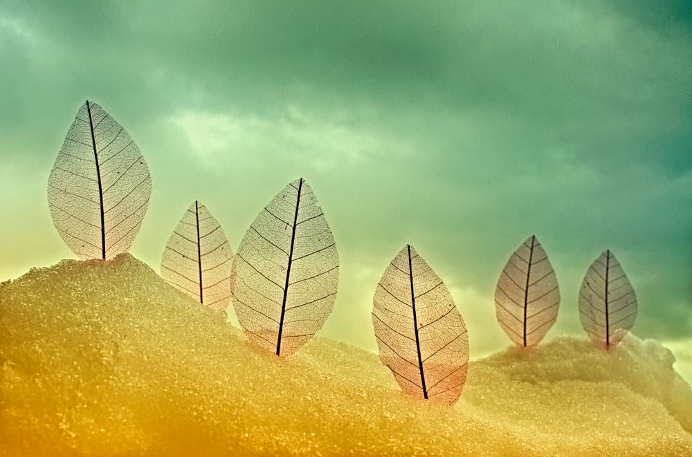 Delicate Winter Leaves by Miki Meir Levi — canvas wall art