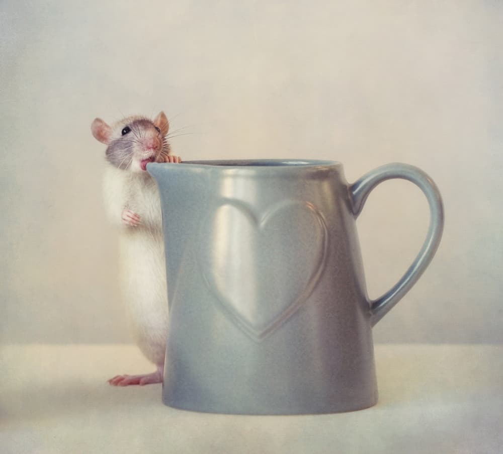 Curious Rat Heart Jug by Ellen van Deelen — canvas wall art