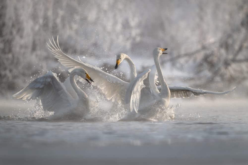 Splashing Winter Swans by Olga Rudchenko — canvas wall art