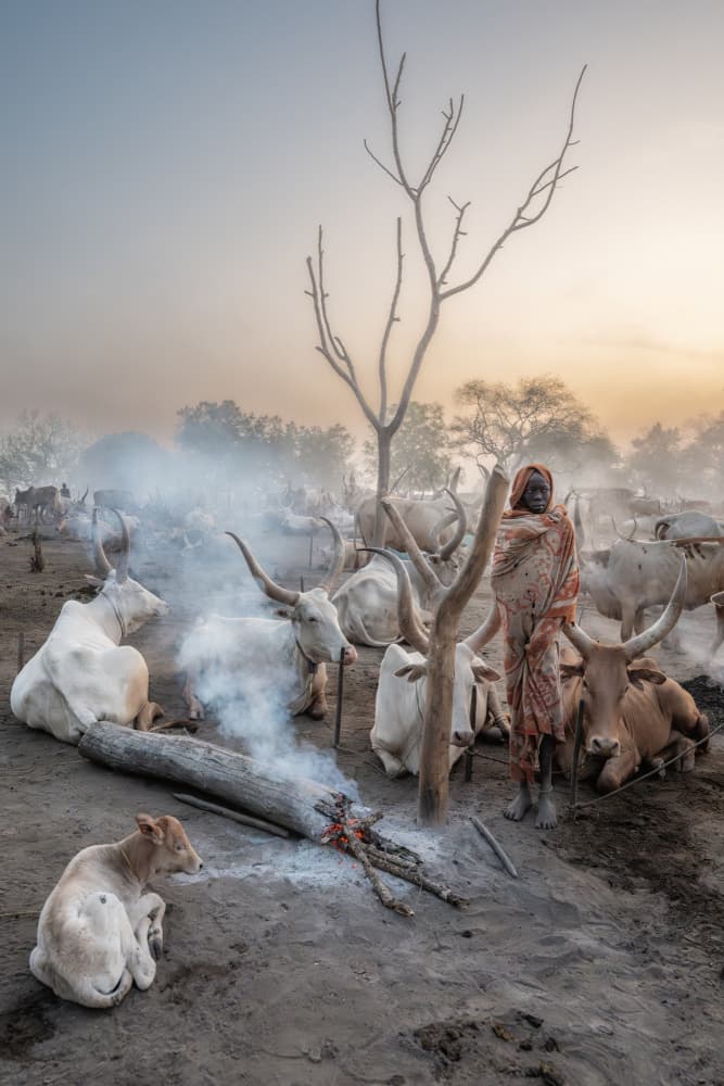 Dinka Herder and Longhorns by Trevor Cole — canvas wall art