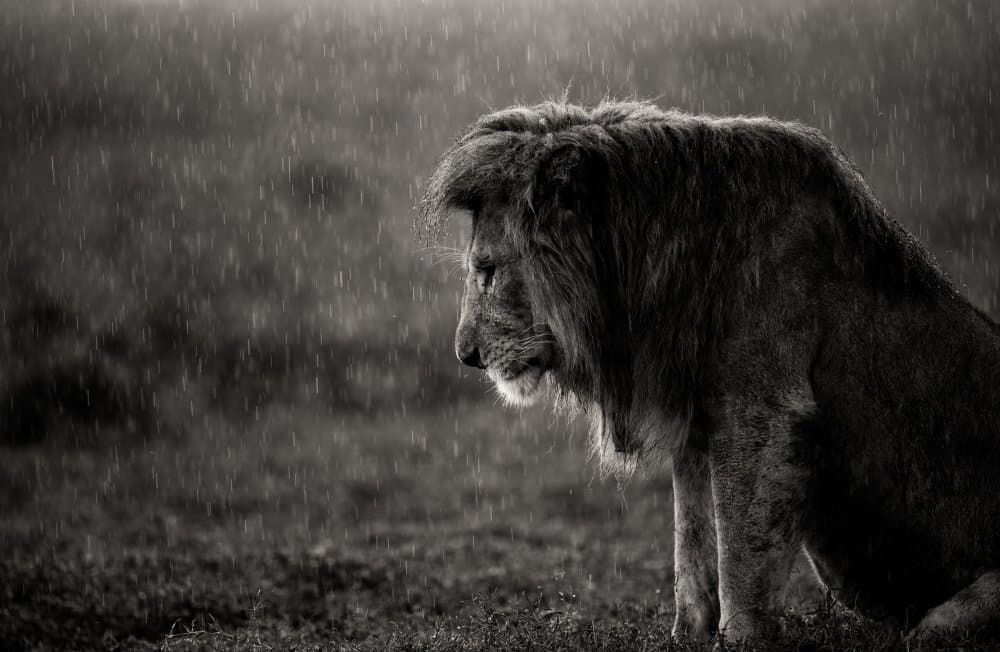 African Lion in Rain by ali — canvas wall art