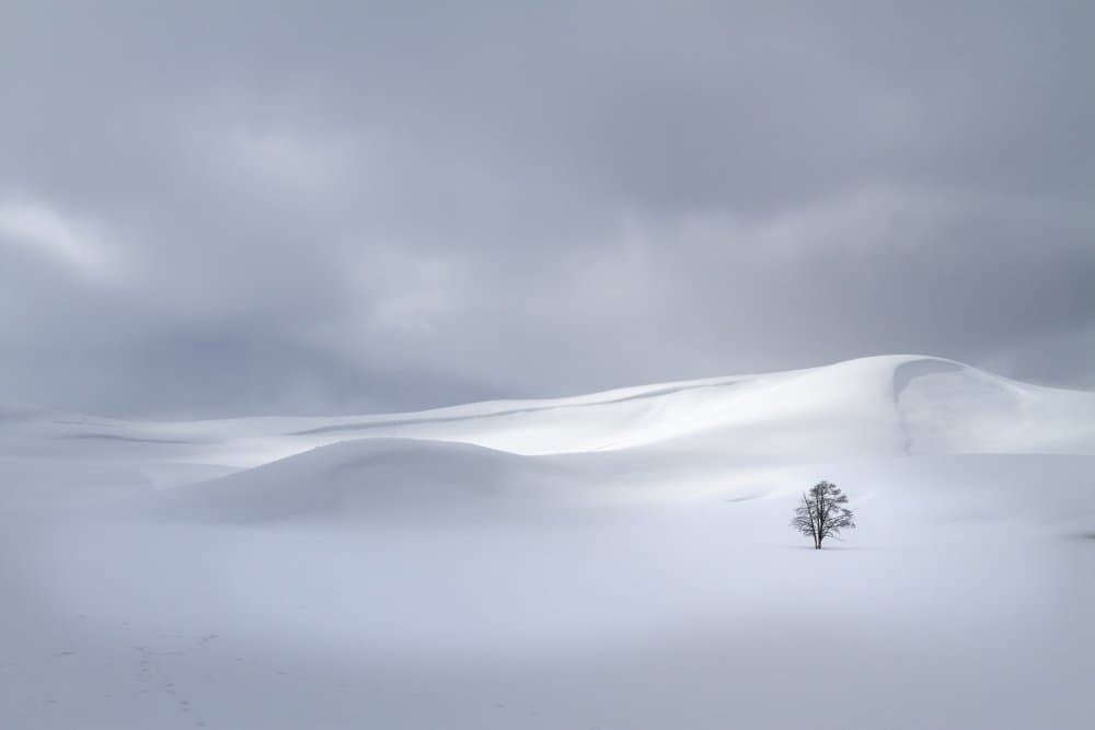 Solitary Winter Tree by Karen Celella — canvas wall art