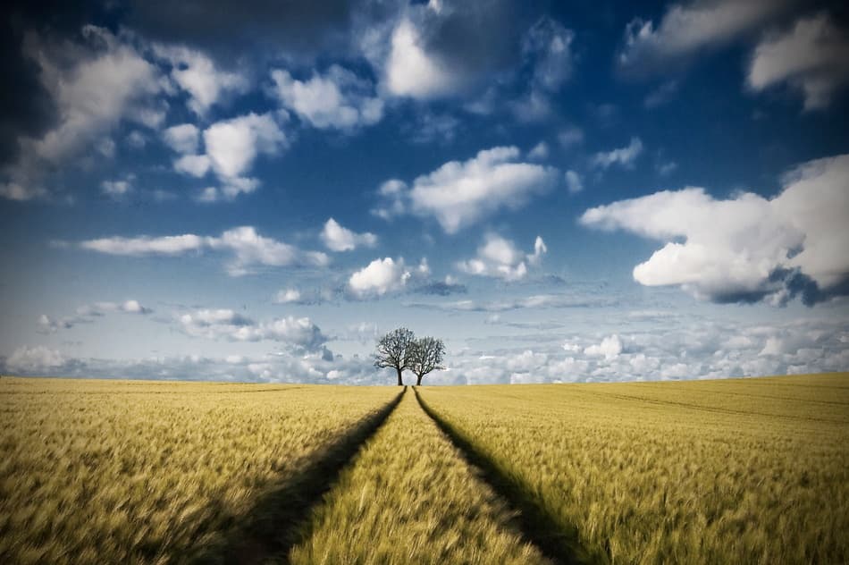 Golden Field Path by Carsten Meyerdierks — canvas wall art