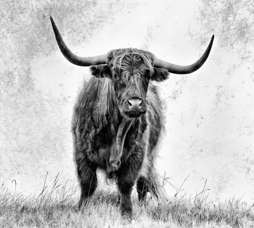 Majestic Highland Cow by Stéphane Pecqueux — canvas wall art