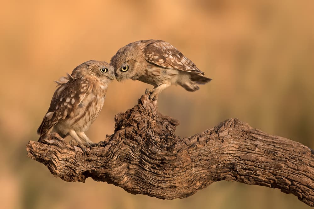 Little Owls Bonding by Amnon Eichelberg — canvas wall art