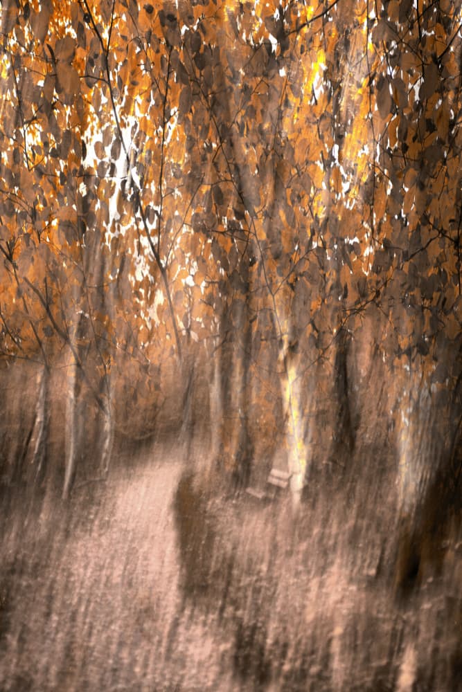 Dreamy Autumn Forest Path by Christina Sillen — canvas wall art