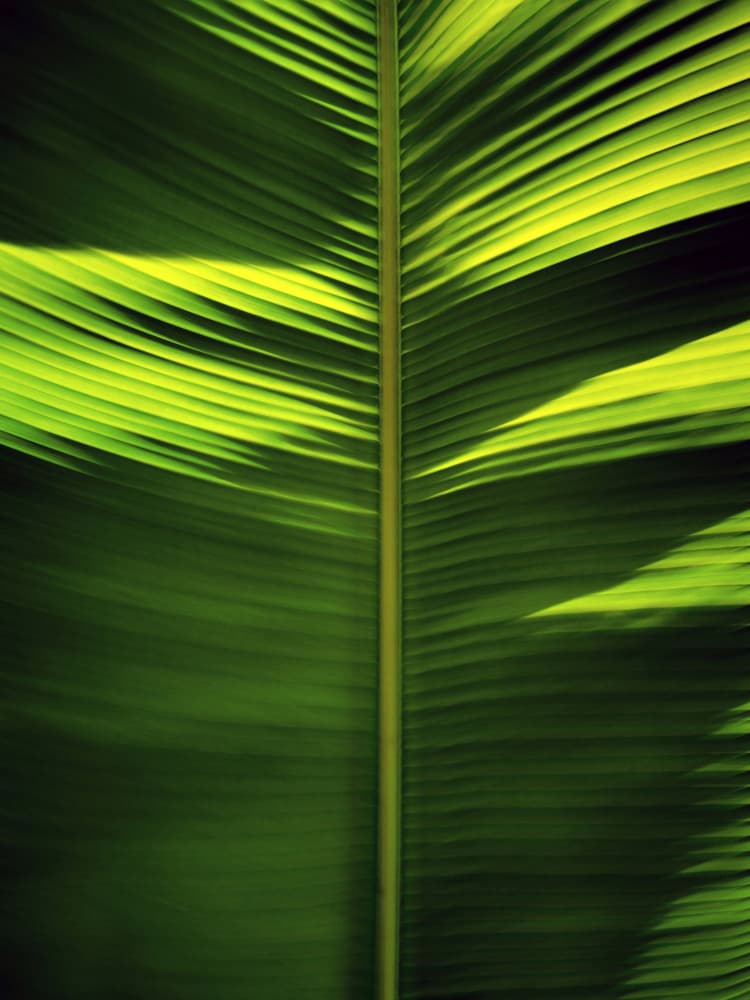 Tropical Leaf Patterns by Angelo Cerantola — canvas wall art