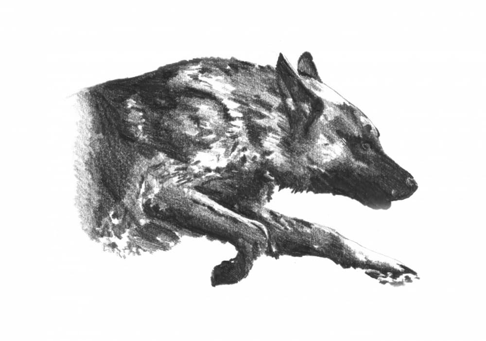 Dynamic Wolf Stalking by Kulik — canvas wall art