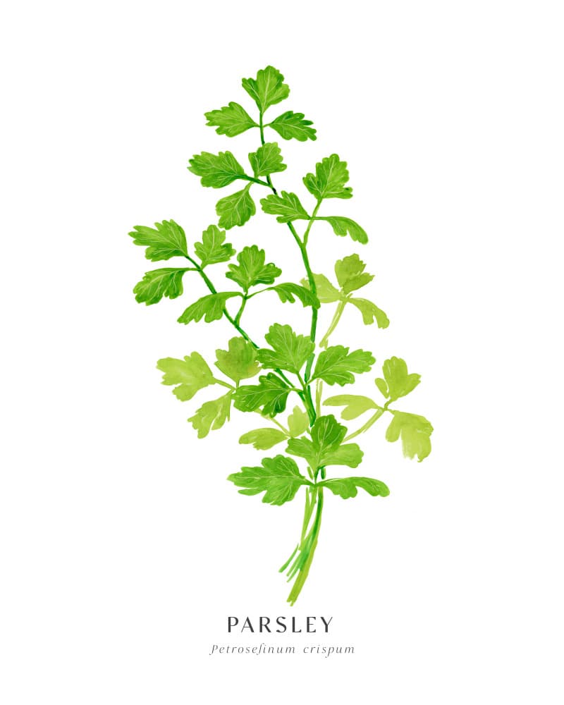 Green Parsley Herb by Rosana Laiz Blursbyai — canvas wall art