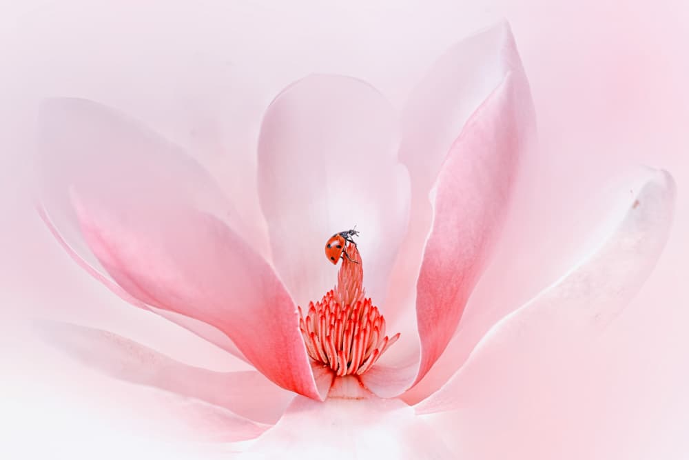 Ladybug on Pink Magnolia by Summer2016 — canvas wall art