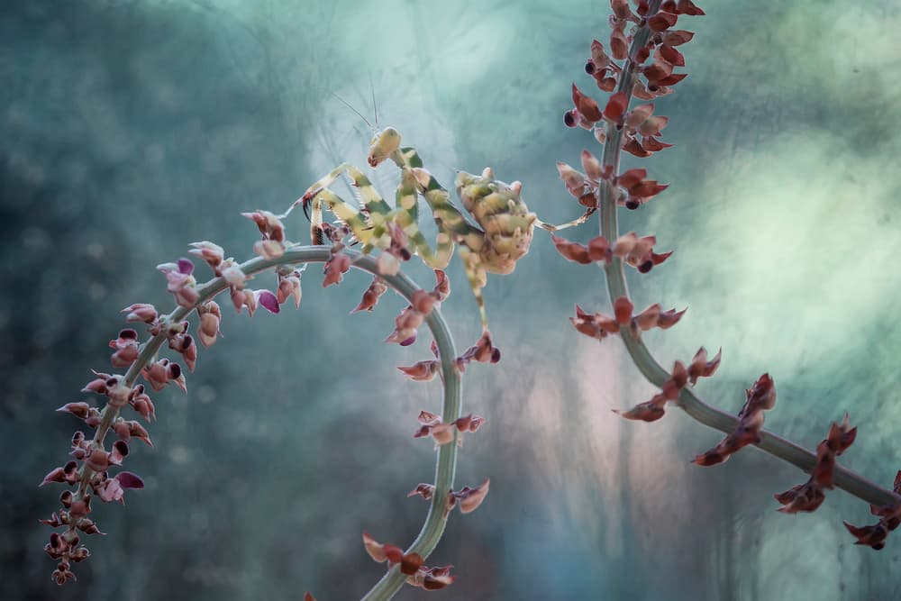 Camouflaged Mantis Bloom by Abdul Gapur Dayak — canvas wall art