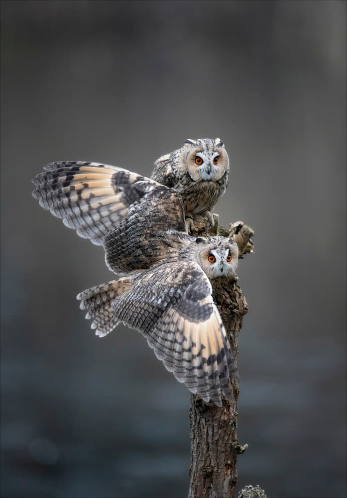 Long-Eared Owls Taking Flight by Chris Coenders — canvas wall art